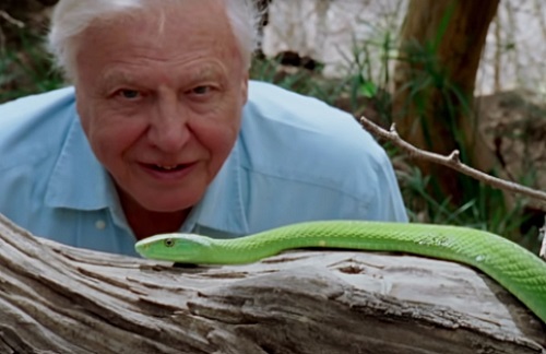 David Attenborough e Nosso Planeta/David Attenborough: A Life on Our Planet